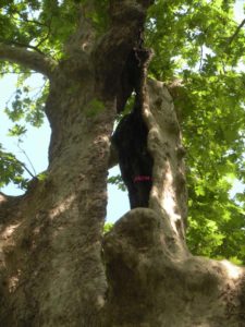 Platano - Villa Borghese